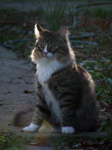Titou