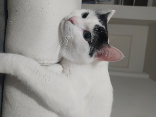 Rico