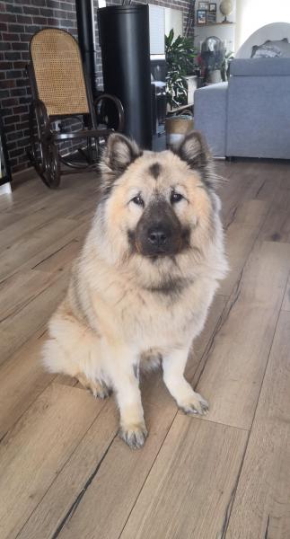 Dina