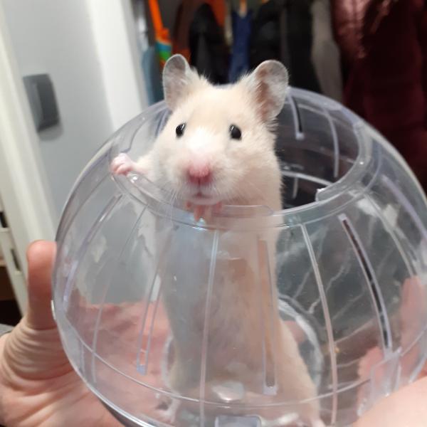 Funky Bouboule