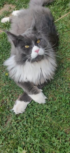 Pépito
