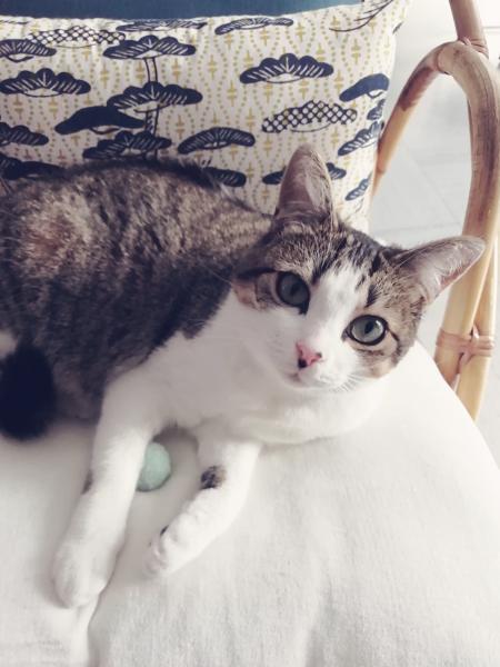 Pépite