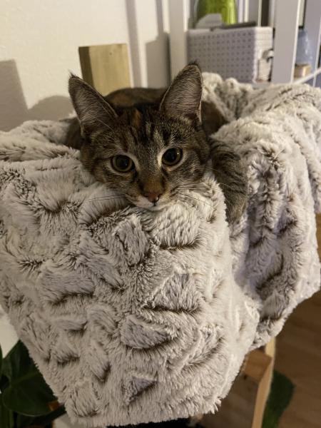 Titi