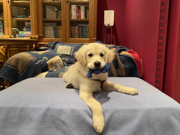 TEDDY