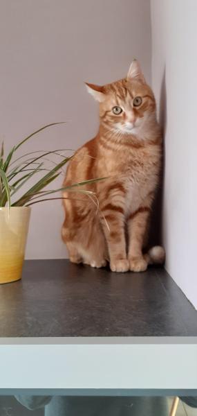 Tigrou