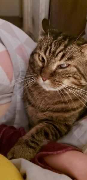 Cachou