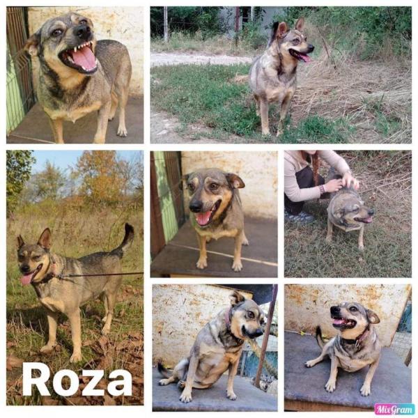 Roza