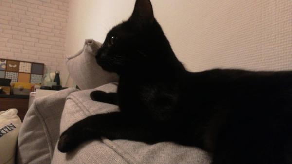Reglisse