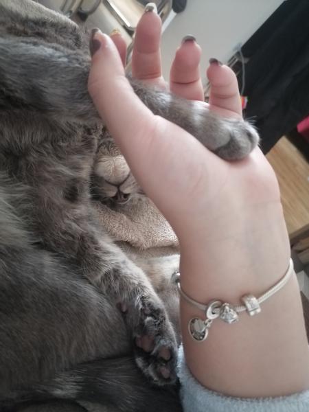 Patoune