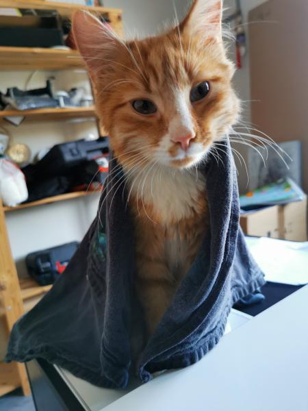 Kyo