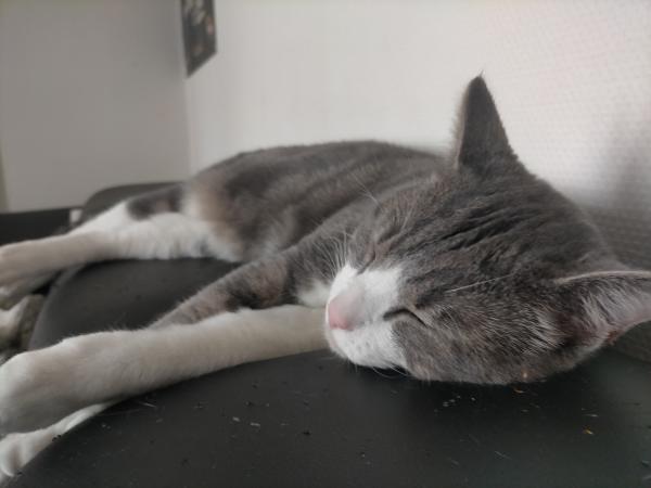 Nala