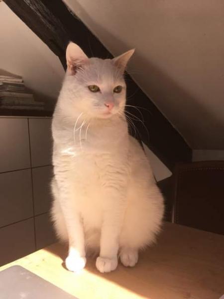 Léon