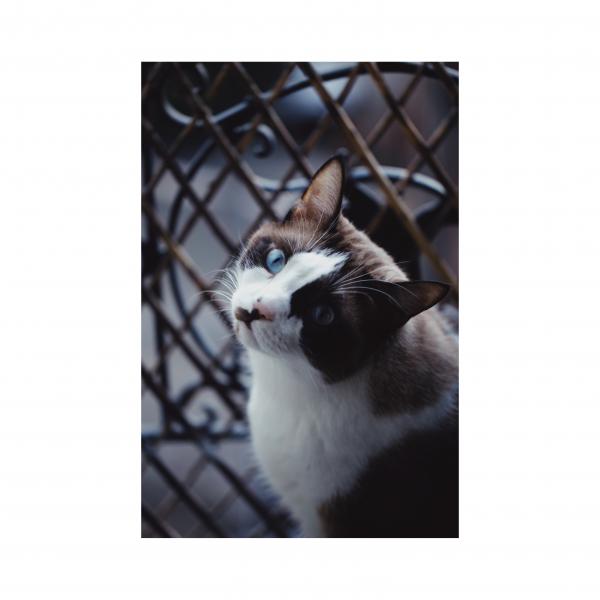 Maurice