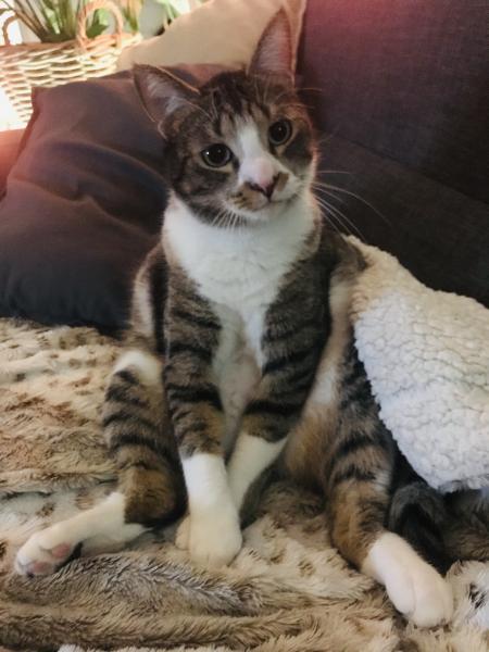 Leonardo