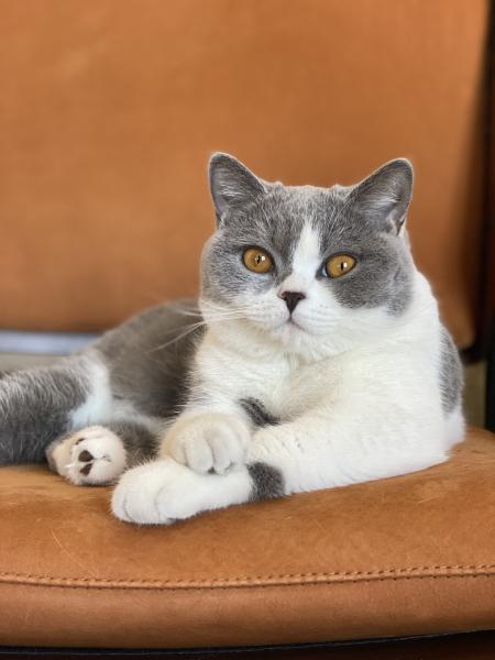 Mochi