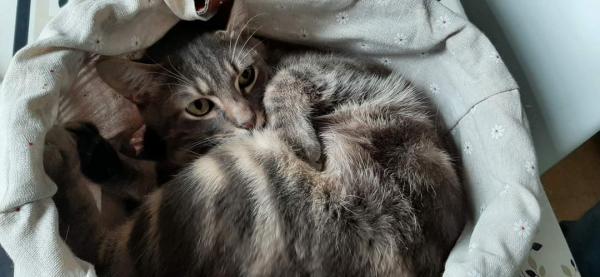 Rambo