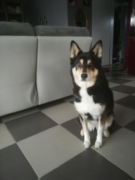 Shony