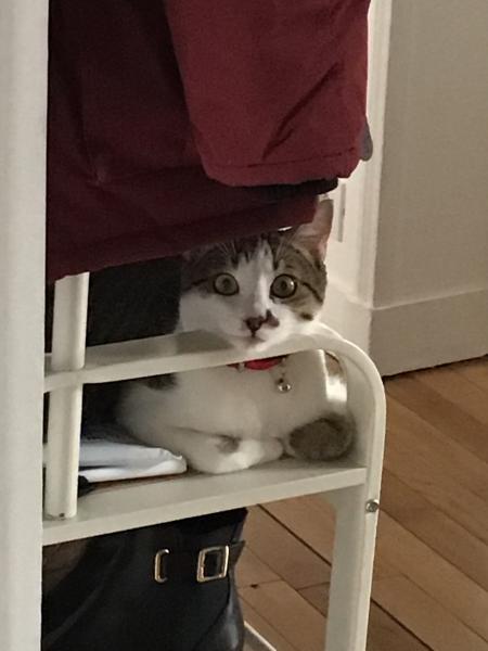 Freddie Purrcurry