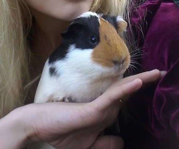 Mistik