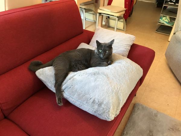 Minou
