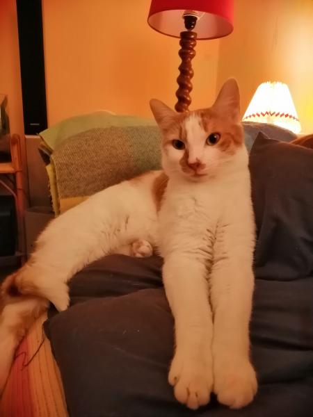 Calinou