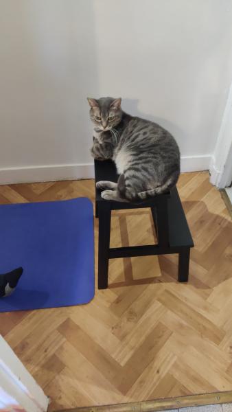Gribouille