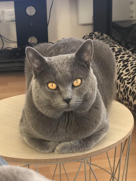 Pumba