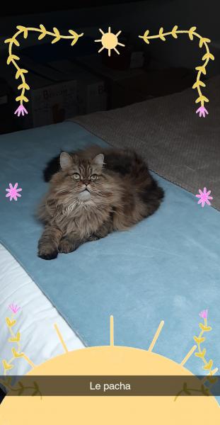 PUMBA