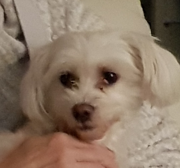 Sibelle