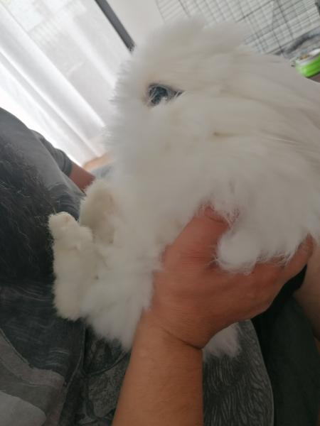 Panpan