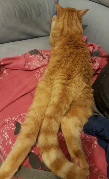 Garfield
