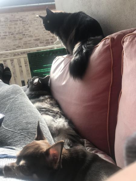 Moka, kitty et kim