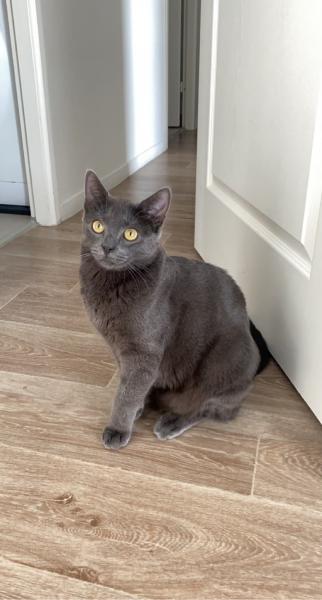 Pepper