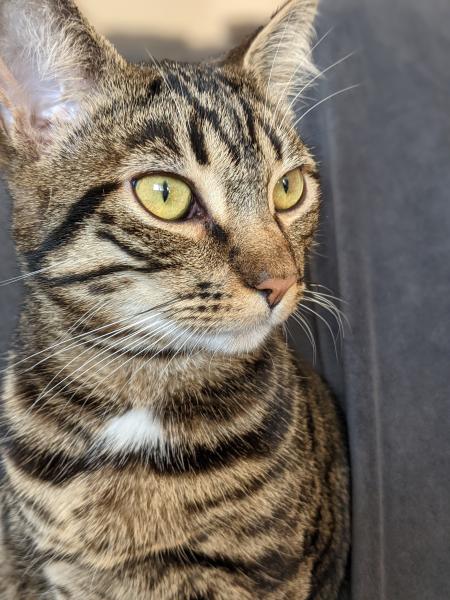 Reglisse