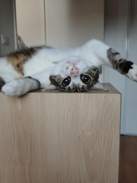 Kay