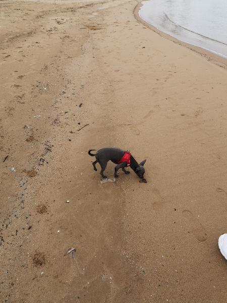 Pongo