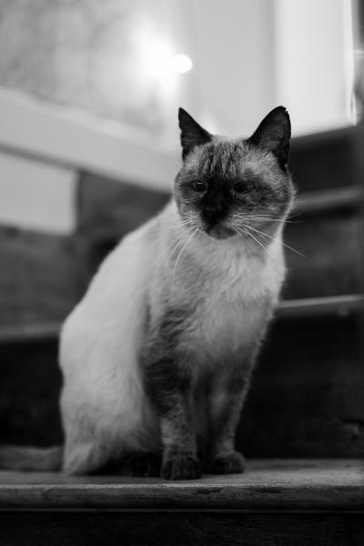 Pedro