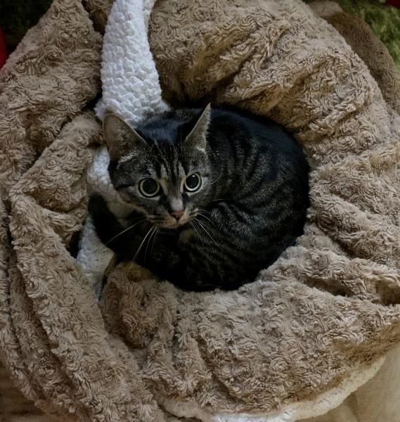 Tigris