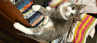 PATAFIX