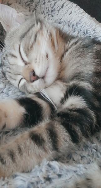 Rajah