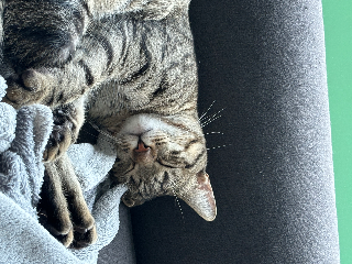 Tiplouf
