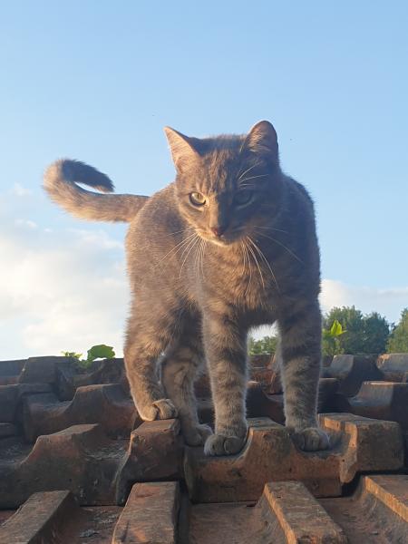 Henri