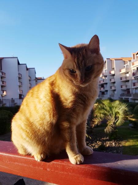 Roudoudou