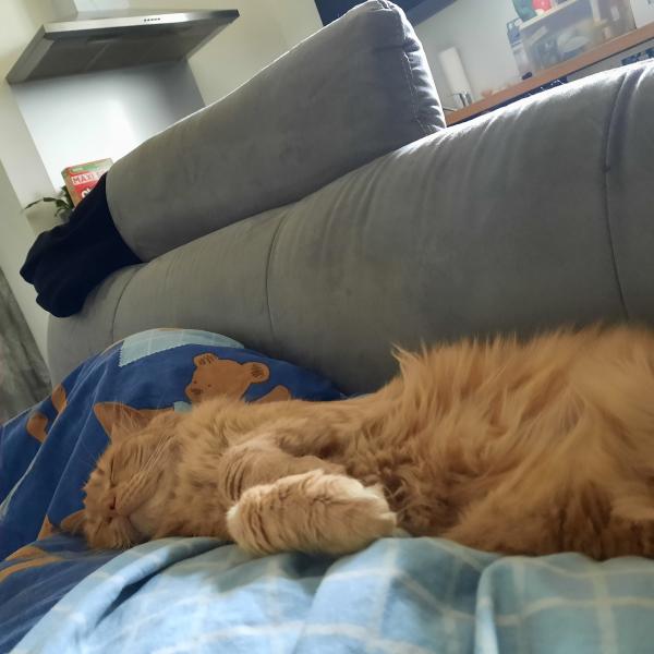 Minou