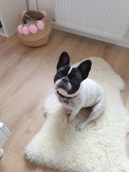POPPY