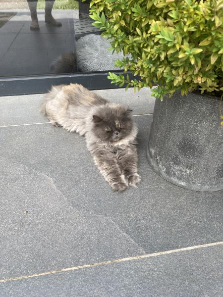 Noushka