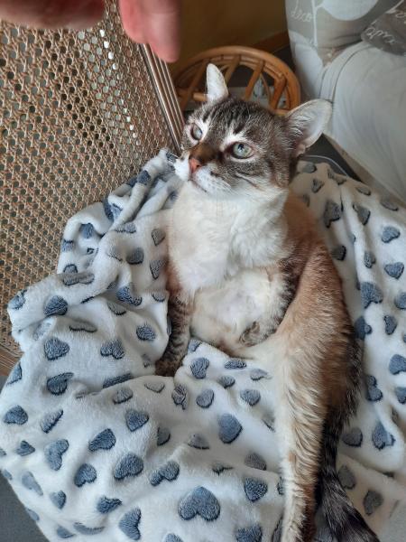 Moumoun