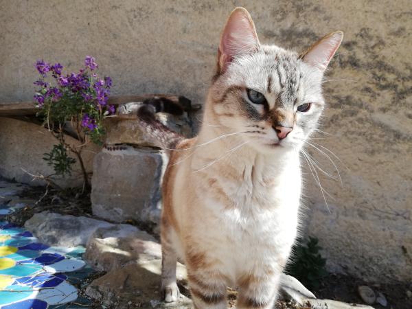Laya