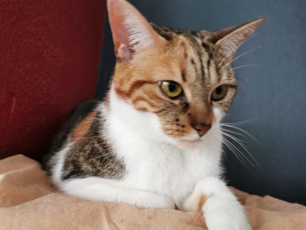 Aiko