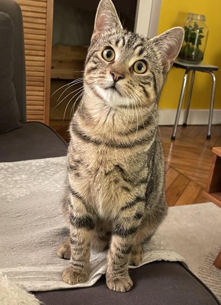 Figaro